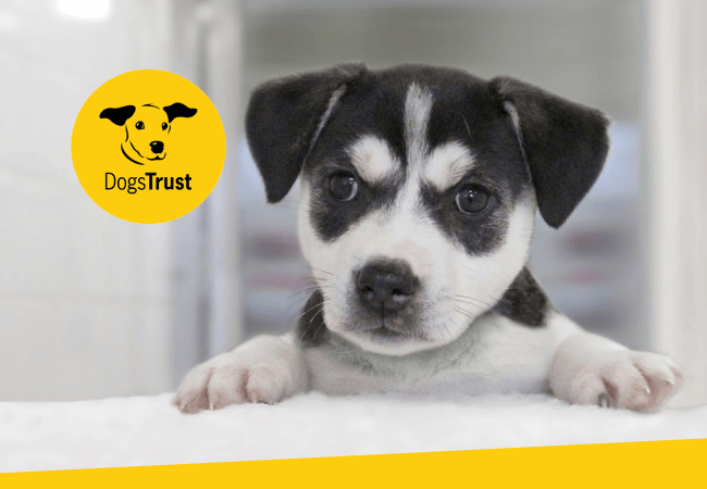 Leading the user-centred discovery of Dogs Trust digital transformation